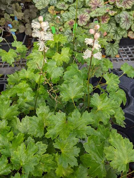 Actaea japonica 'Cheju-Do'