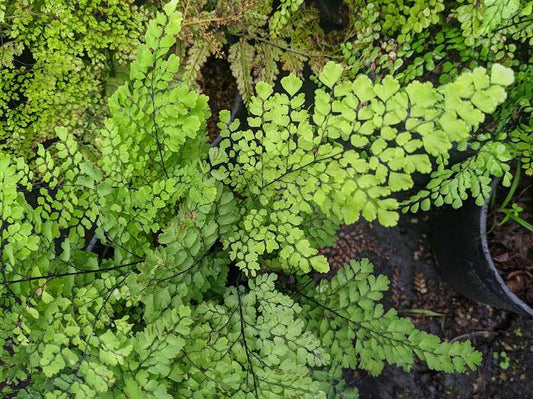 Adiantum raddianum 'Fritz Luthi'