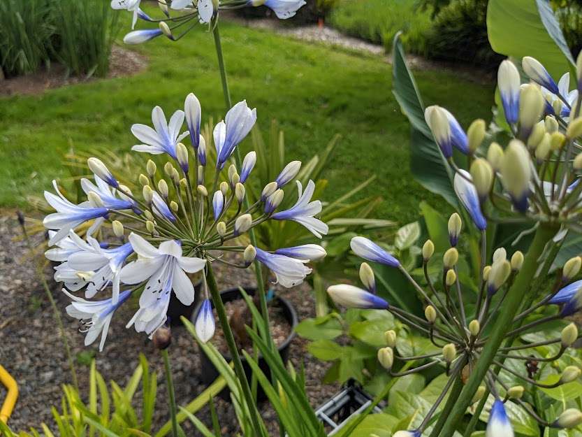 Agapanthus 'Twister'