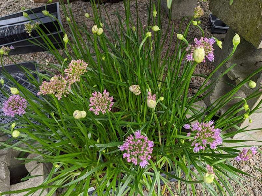 Allium 'Sugar Melt'