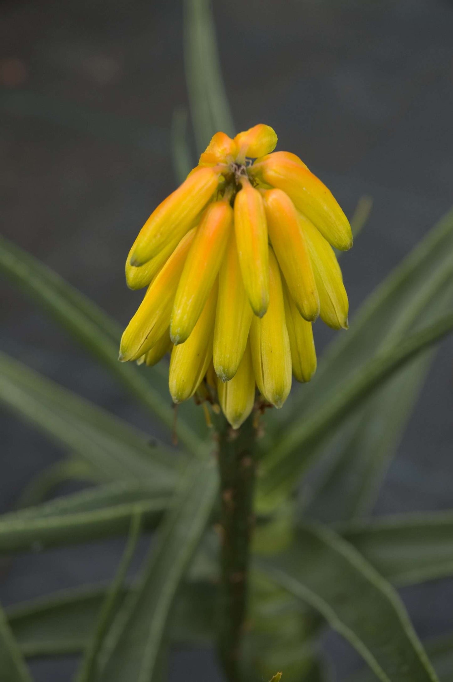 Aloe striatula