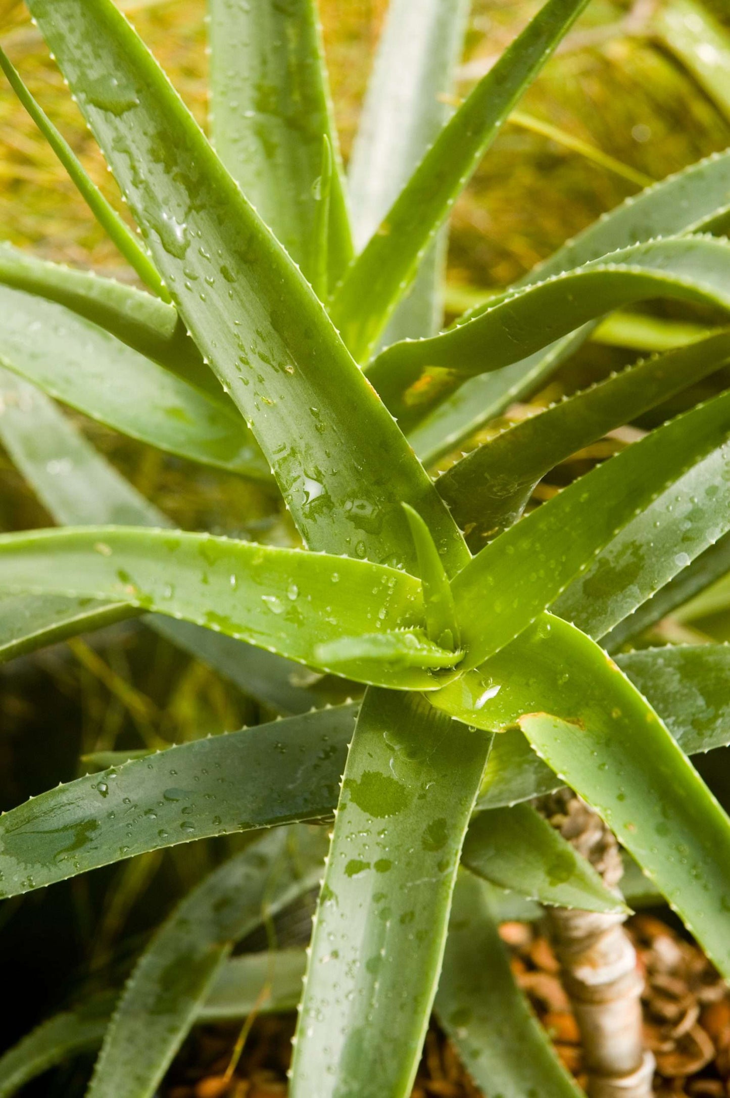 Aloe striatula