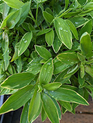 Alstroemeria 'Glory of the Andes'