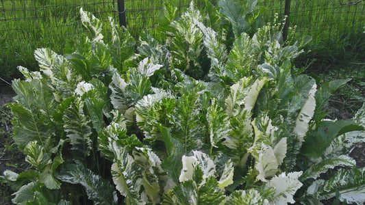 Armoracia rusticana 'Variegata'