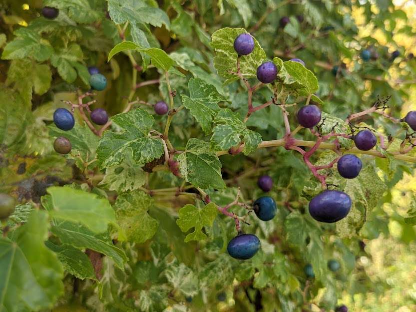 Ampelopsis glandulosa var. brevipedunculata 'Elegans'