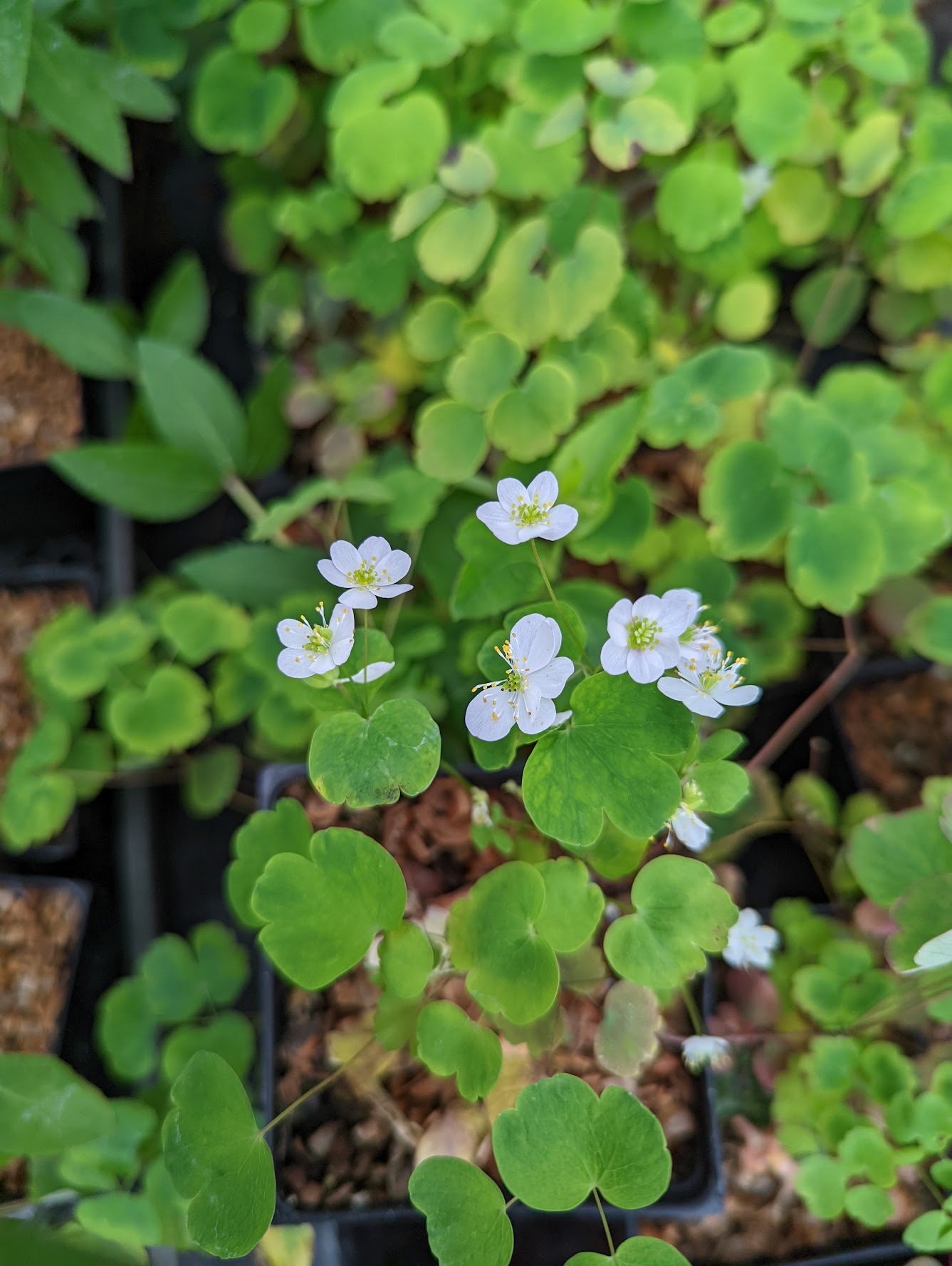 Anemonella thalictroides