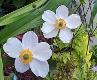 Anemone 'Elfin Swan' PP30496
