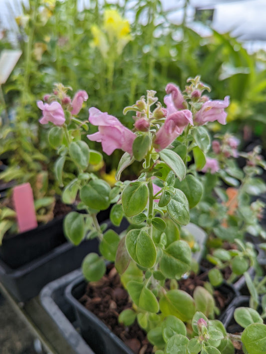 Antirrhinum hispanicum 'Roseum'