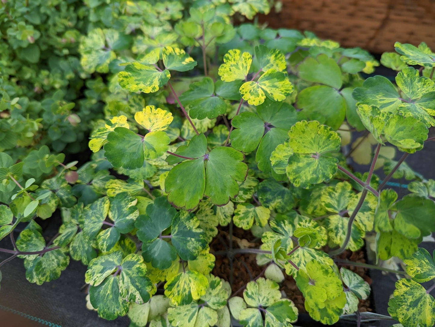 Aquilegia vulgaris 'Leprechaun Gold'