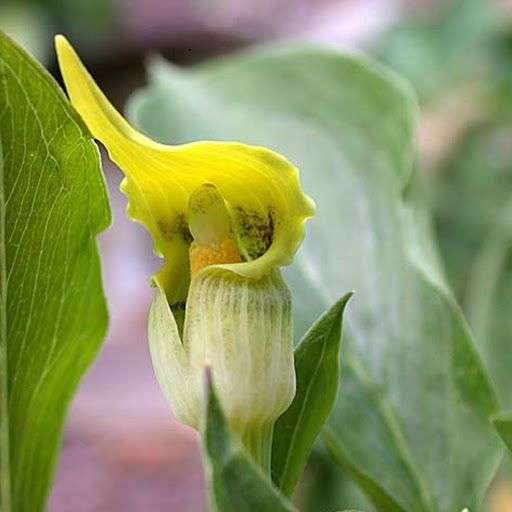 Arisaema flavum