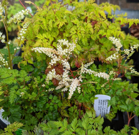 Aruncus aethusifolius