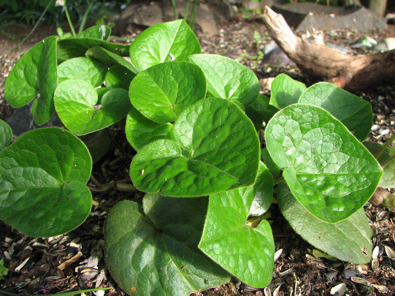 Asarum caudatum f. album