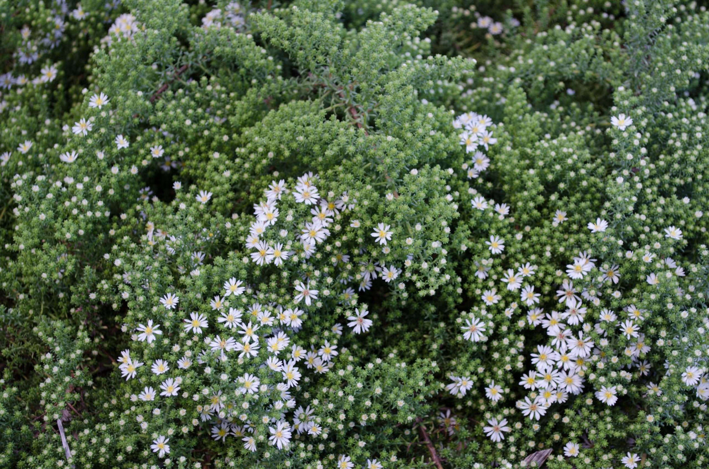 Aster ericoides 'Snow Flurry'