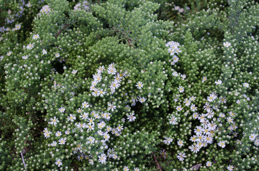 Aster ericoides 'Snow Flurry'