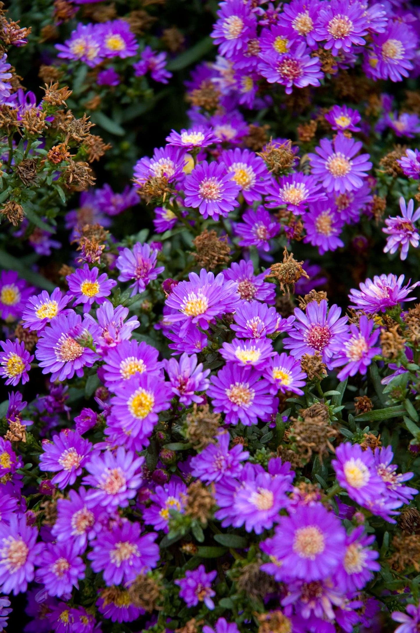 Aster 'Tiny Tot'