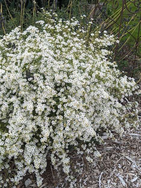 Aster ericoides 'Monte Cassino'