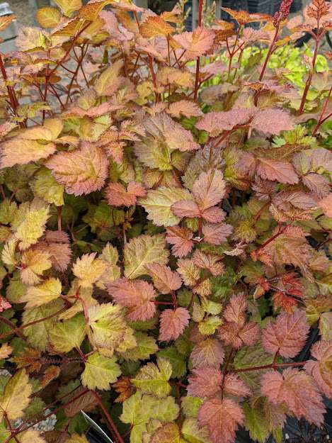 Astilbe 'Amber Moon' PP26028