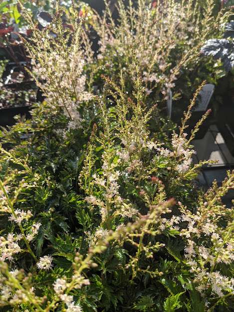 Astilbe glaberrima var. saxatilis