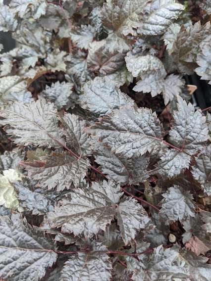 Astilbe x arendsii 'Chocolate Shogun' PP26430