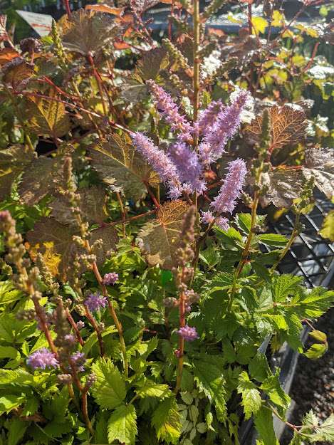 Astilbe x crispa 'Lilliput'