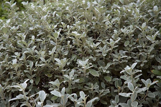 Brachyglottis greyii