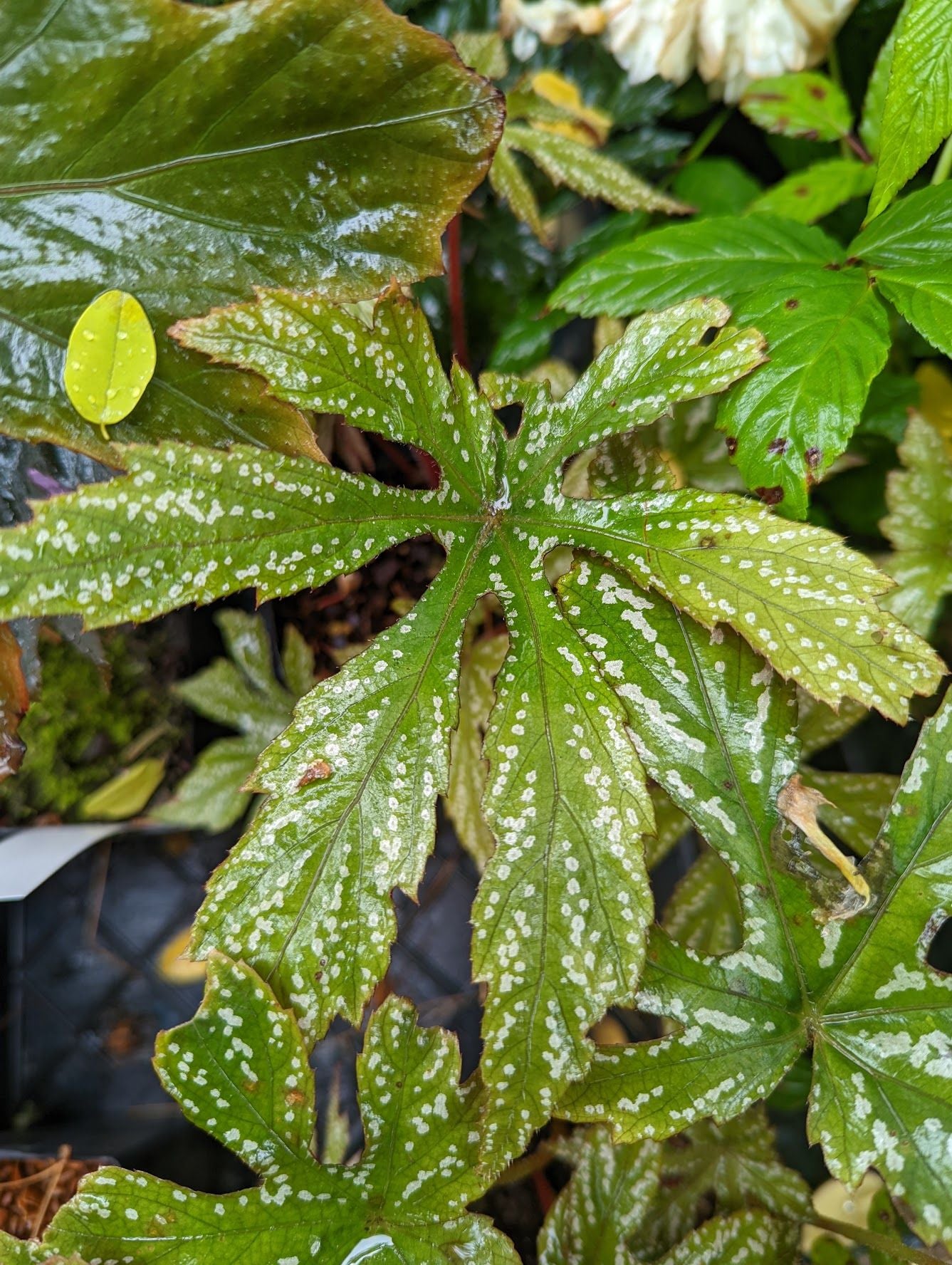chandler succulent Begonia circumlobata 'Chandler's Hardy' – Secret Garden Growers