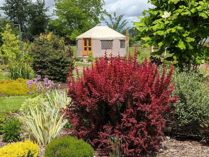 Berberis thunbergii 'Orange Rocket' PP18411