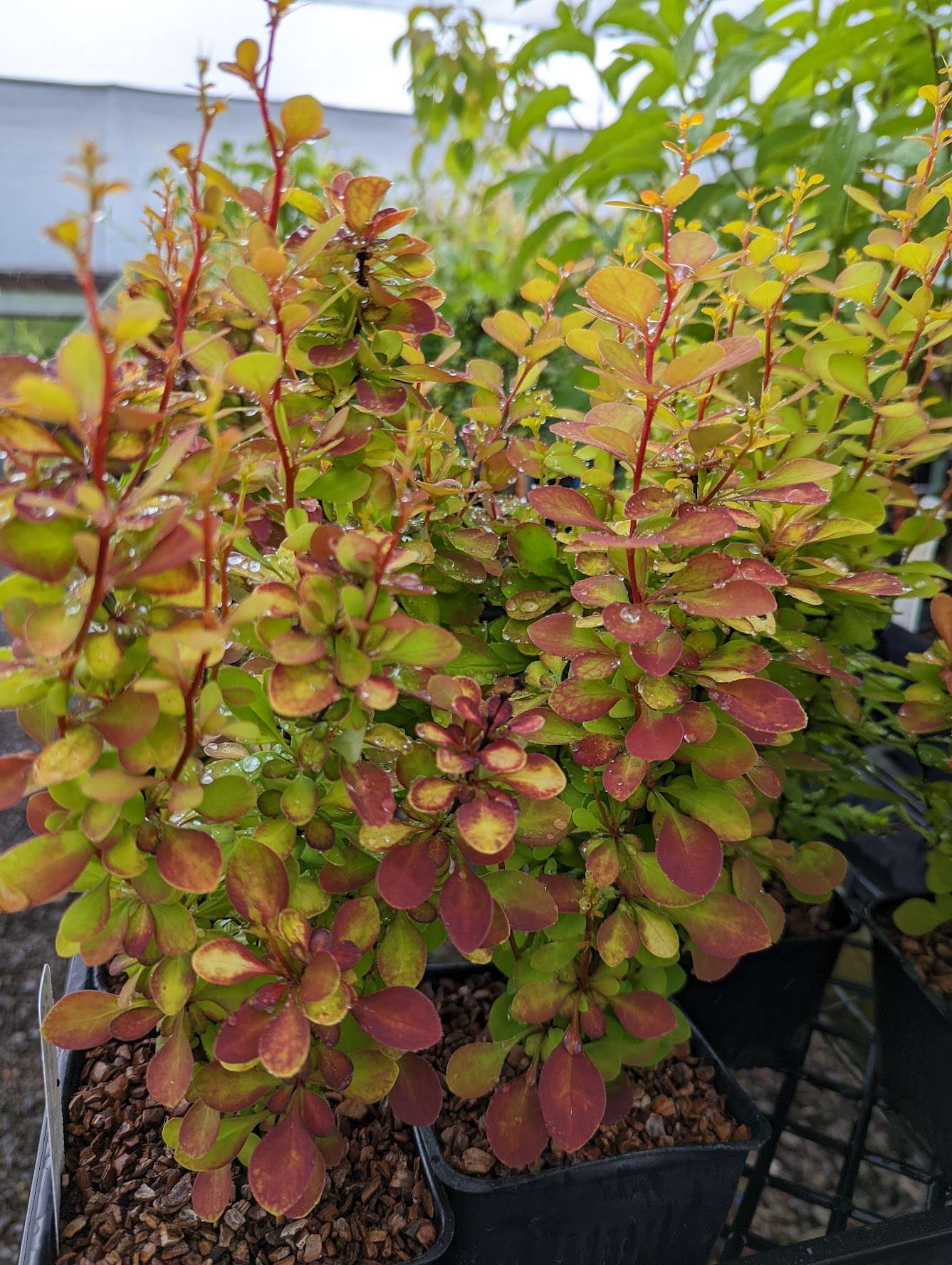 Berberis thunbergii ‘Orange Torch’ PP27831