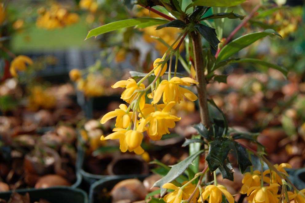 Berberis x stenophylla 'Irwinii'