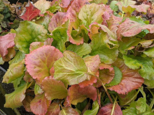 Bergenia ciliata 'Susan Ryley'