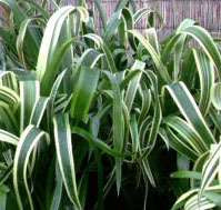 Billbergia nutans 'Variegata'
