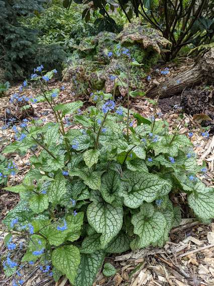 Brunnera macrophylla 'Alexander's Great' PP25789