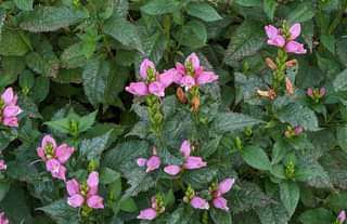 Chelone lyonii 'Tiny Tortuga'