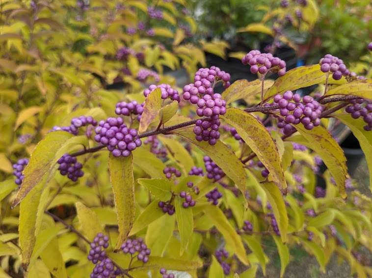 Callicarpa dichotoma 'Early Amethyst'®