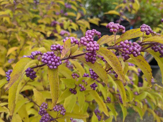 Callicarpa dichotoma 'Early Amethyst'®