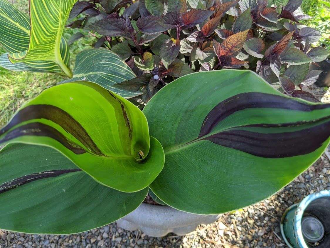 Canna 'Cleopatra'