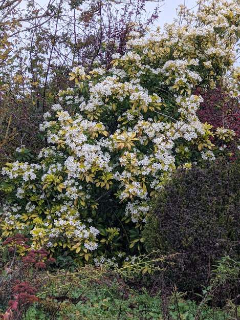 Choisya ternata 'Sundance'