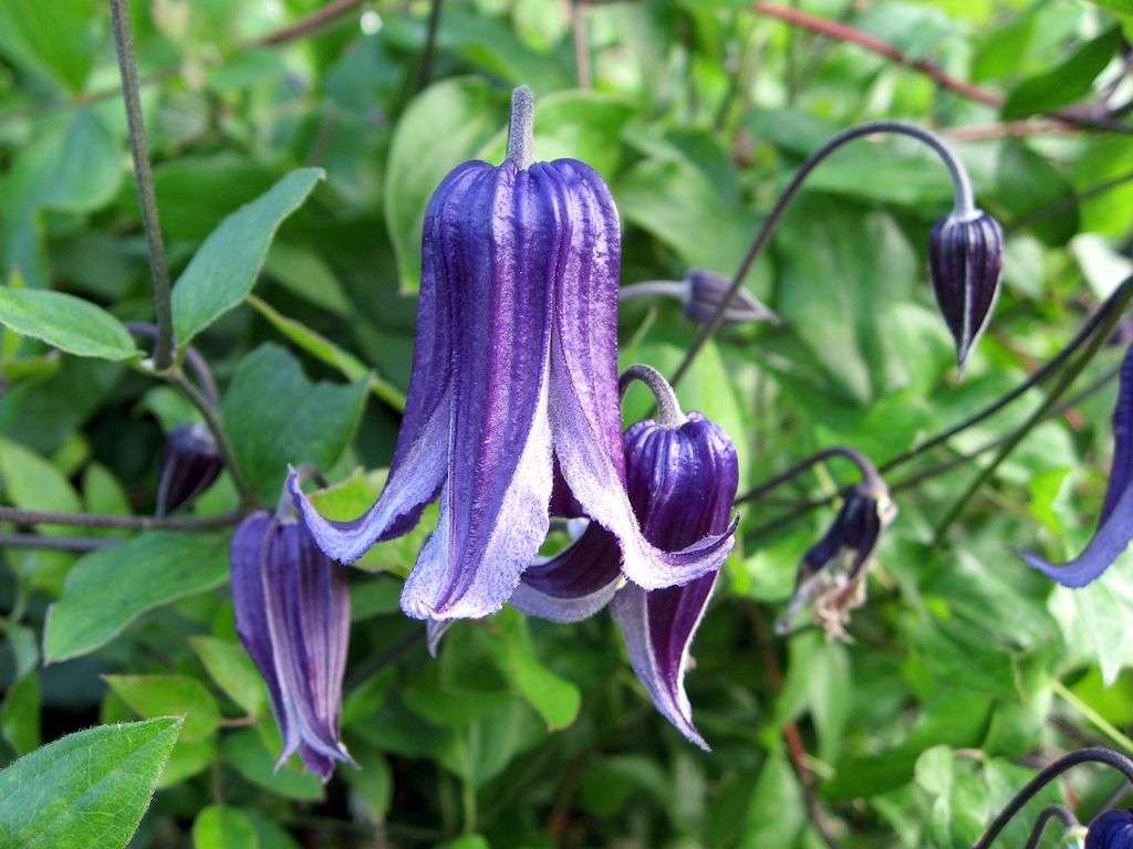 Clematis 'Rooguchi'