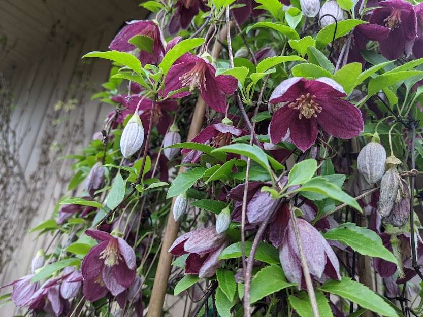 Clematis cirrhosa 'Lansdowne Gem'