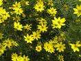 Coreopsis verticillata 'Zagreb'