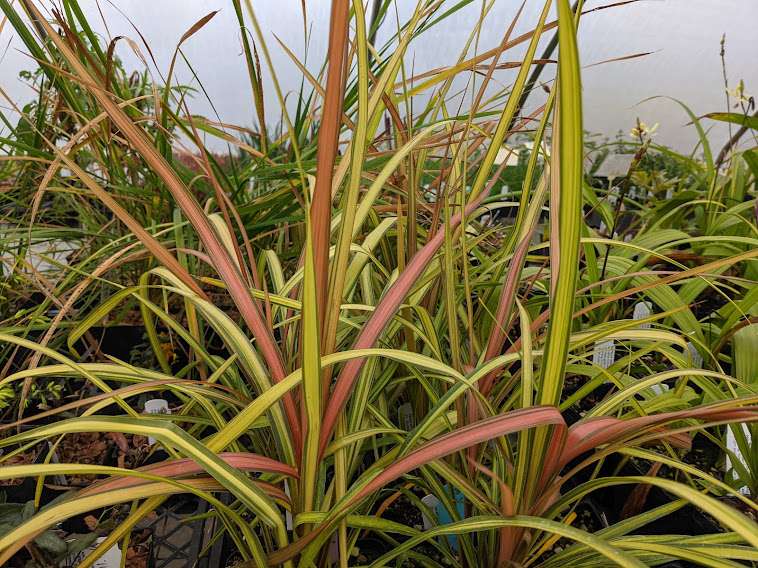 Cordyline 'Cha Cha'