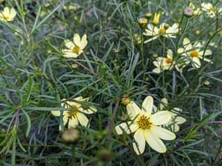 Coreopsis verticillata 'Moonbeam'