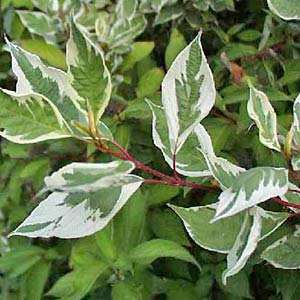 Cornus alba 'Elegantissima'