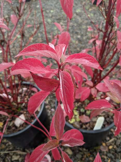 Cornus stolonifera 'Arctic Fire' ™