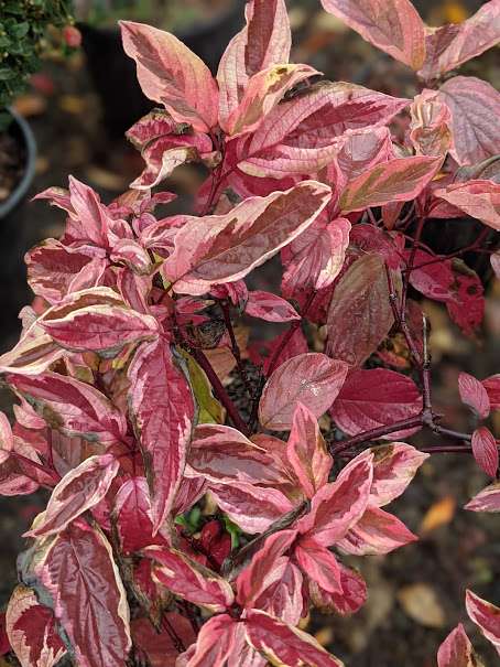Cornus sericea 'Hedgerow's Gold'
