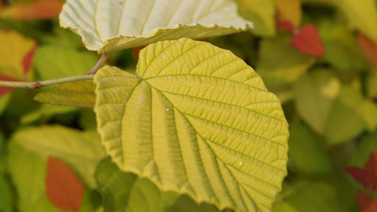 Corylopsis spicata 'Golden Spring'