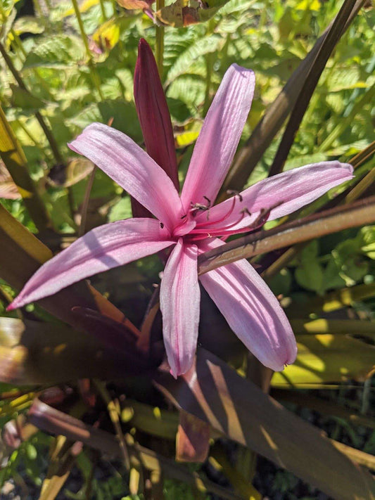 Crinum 'Sangria'