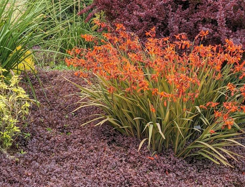 Crocosmia 'Emily McKenzie'