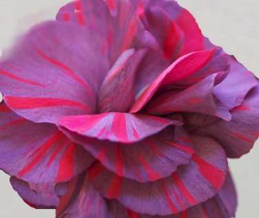 Dianthus caryophyllus 'Chomley Farran'
