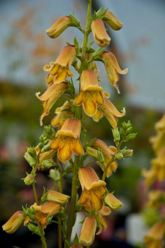 Digitalis obscura - avail for spring 2026 orders